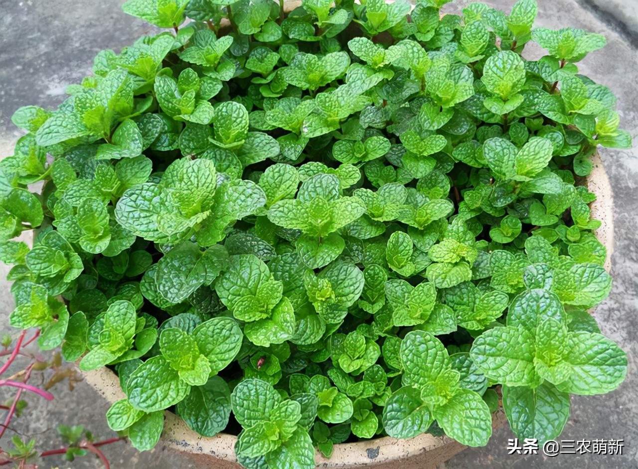 跟我一起認識這13種野菜，附帶圖片，若見到，別錯過