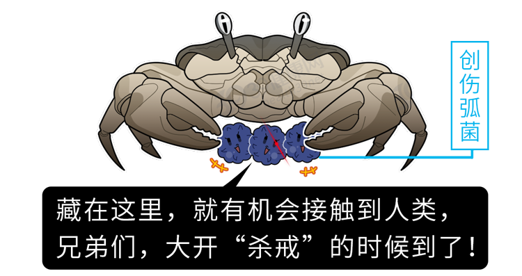 生腌海鲜：冒生命危险也要吃的“潮汕毒药”，到底有多“脏”？