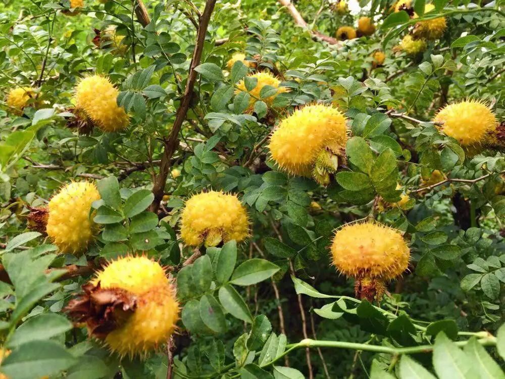 植物世界丨40种农村野果子,有的美味,有的剧毒,有的漂亮做盆栽