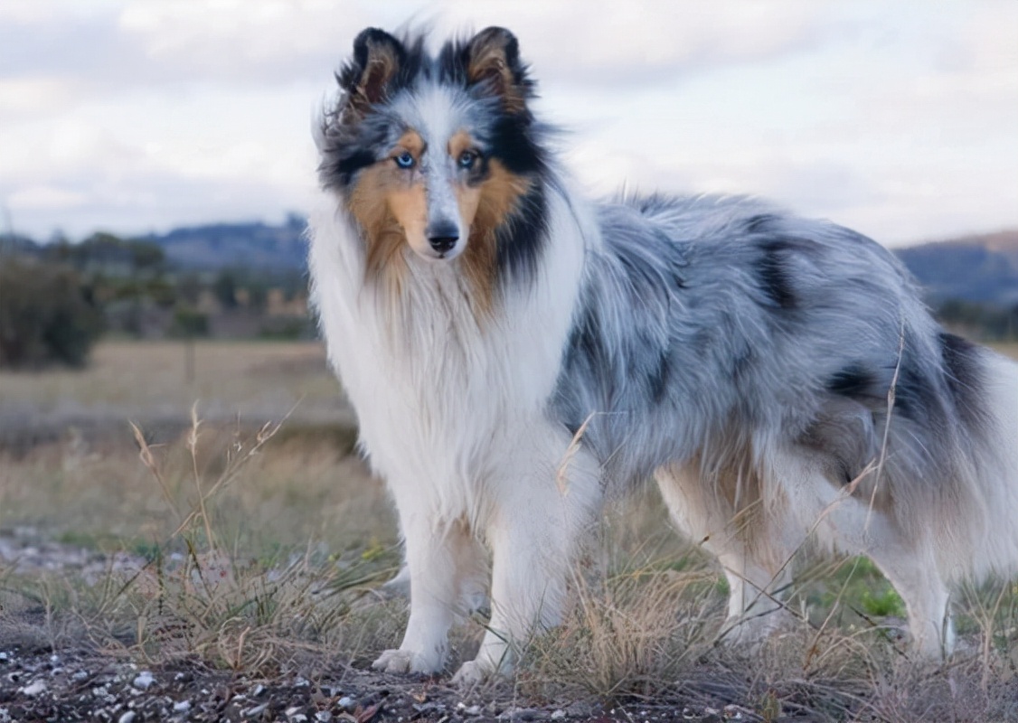 14.設得蘭群島牧羊犬