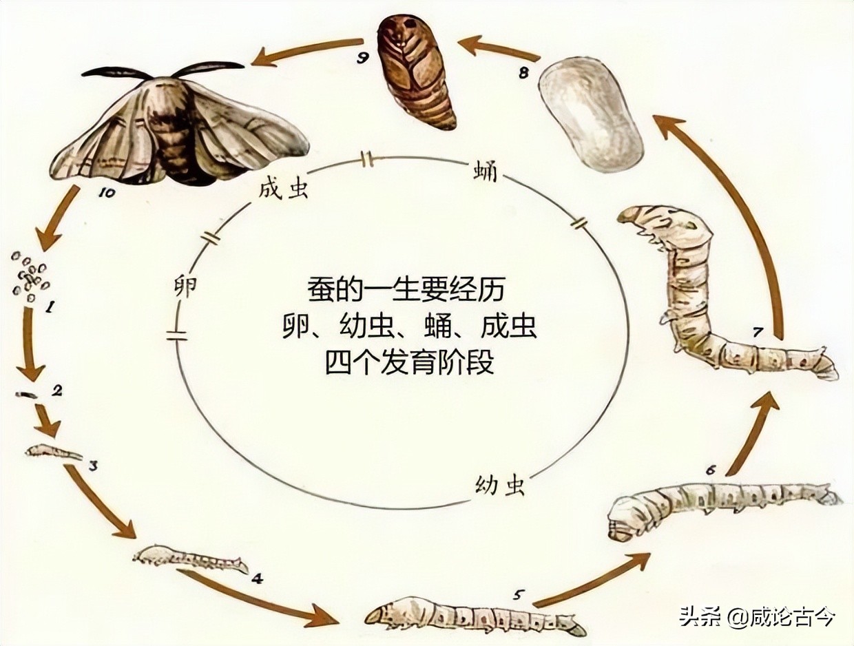蚕的生长过程简图图片
