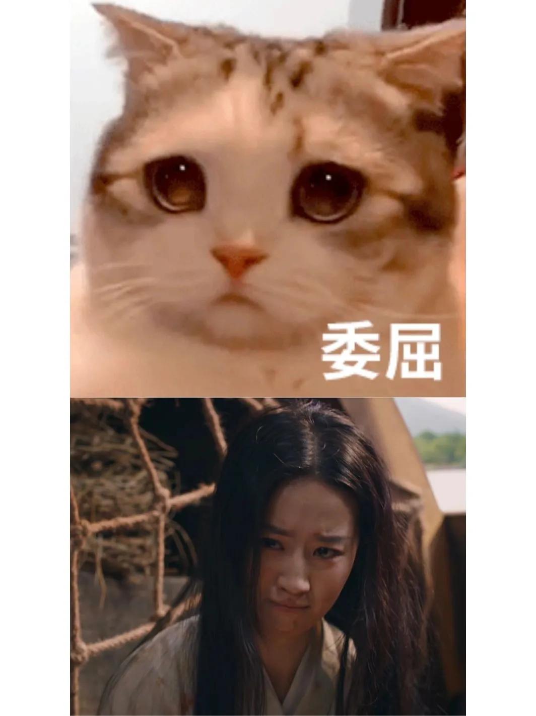 猫跟#刘亦菲撞脸了#梦华录#