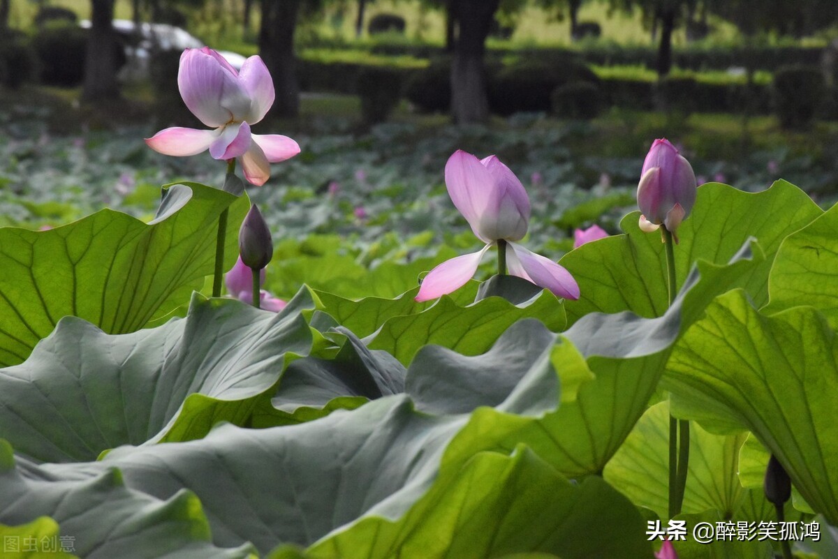 荷叶的特点荷叶的样子荷叶的特点