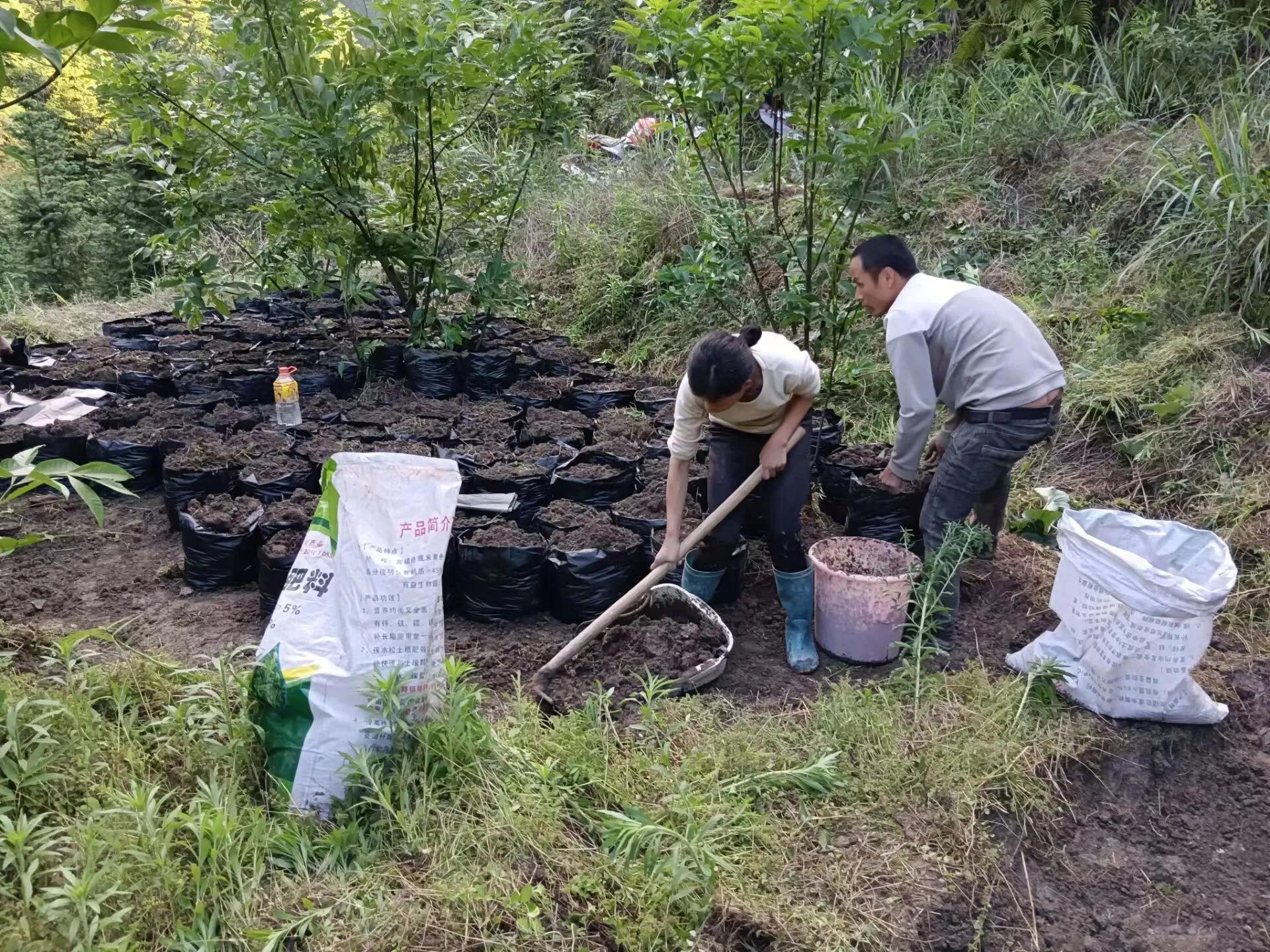 黎平縣洪州鎮(zhèn)：林下魔芋種植助農(nóng)增收