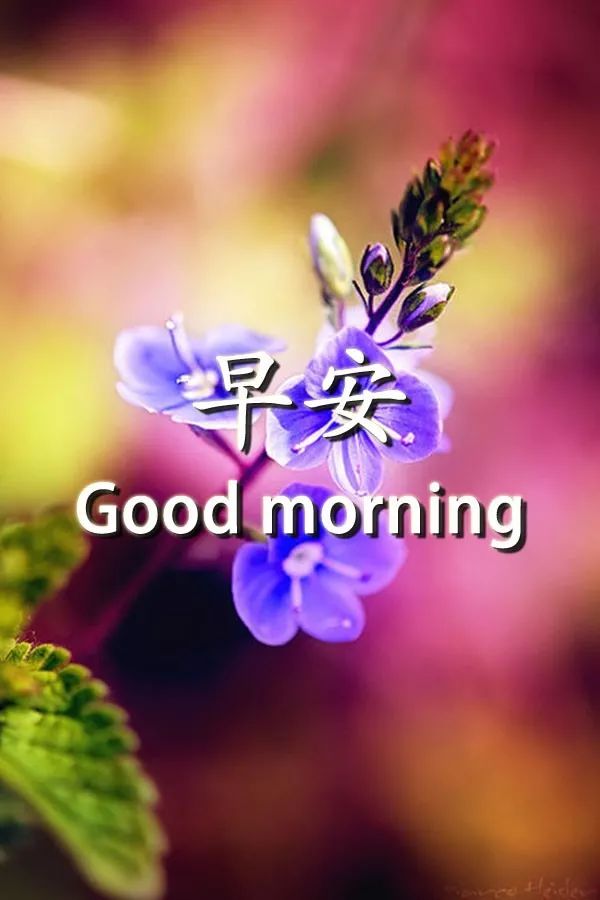 早上好表情包 早晨好动态问候图片 美好的留在心底图片