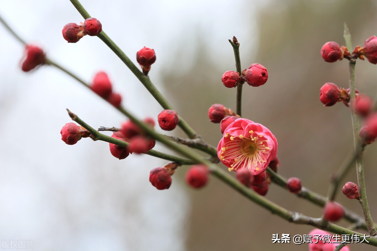 春上——一行三柱香