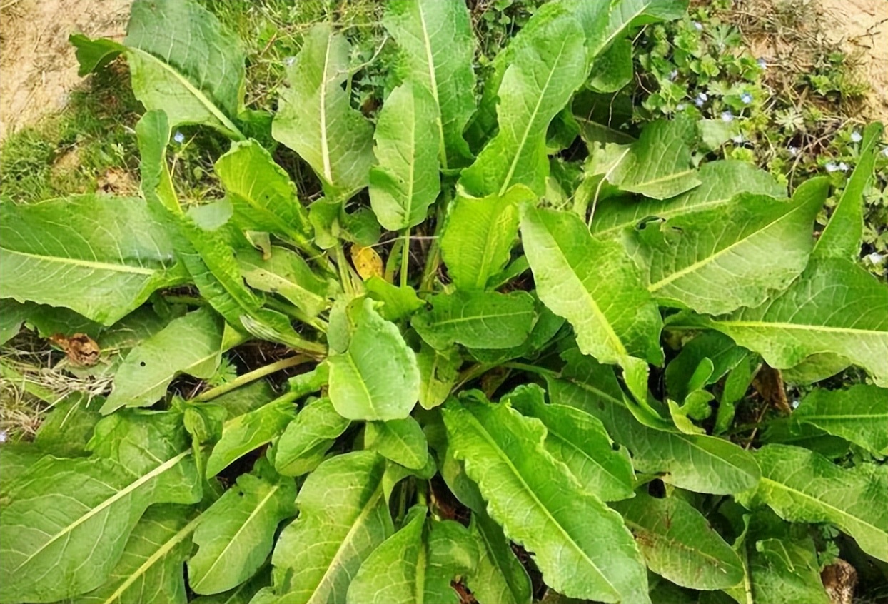 野菠菜在农村很常见,许多地方多叫它土大黄,山羊蹄,牛舌头,酸母,或者