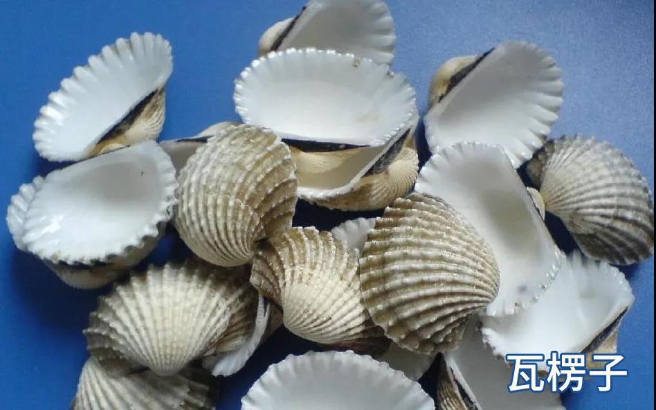 煅瓦楞子的功效与作用（瓦楞子的功能主治）