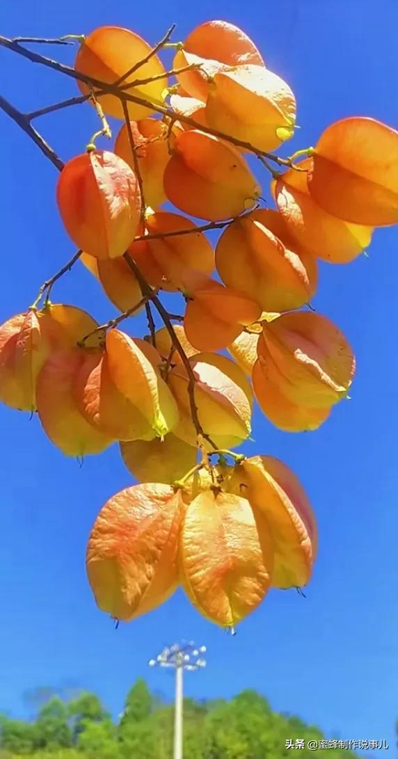 百花盛开，姹紫嫣红，赏心悦目，令人陶醉