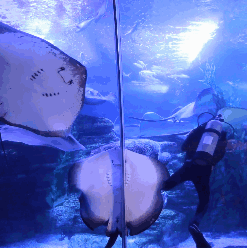 【母亲节钜惠】39.9元就能畅游青岛海底世界？！还有儿童免费等你来！