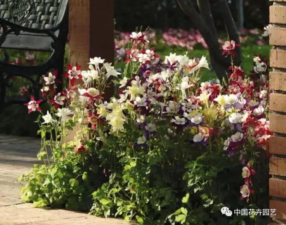 花园里的小仙女 大花耧斗菜 新品 天天看点