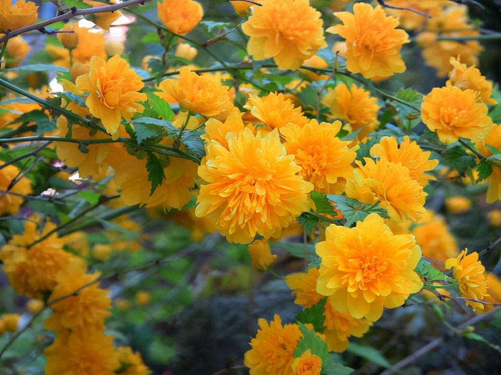 植物花卉品种大全图片（科普100个花卉图鉴）