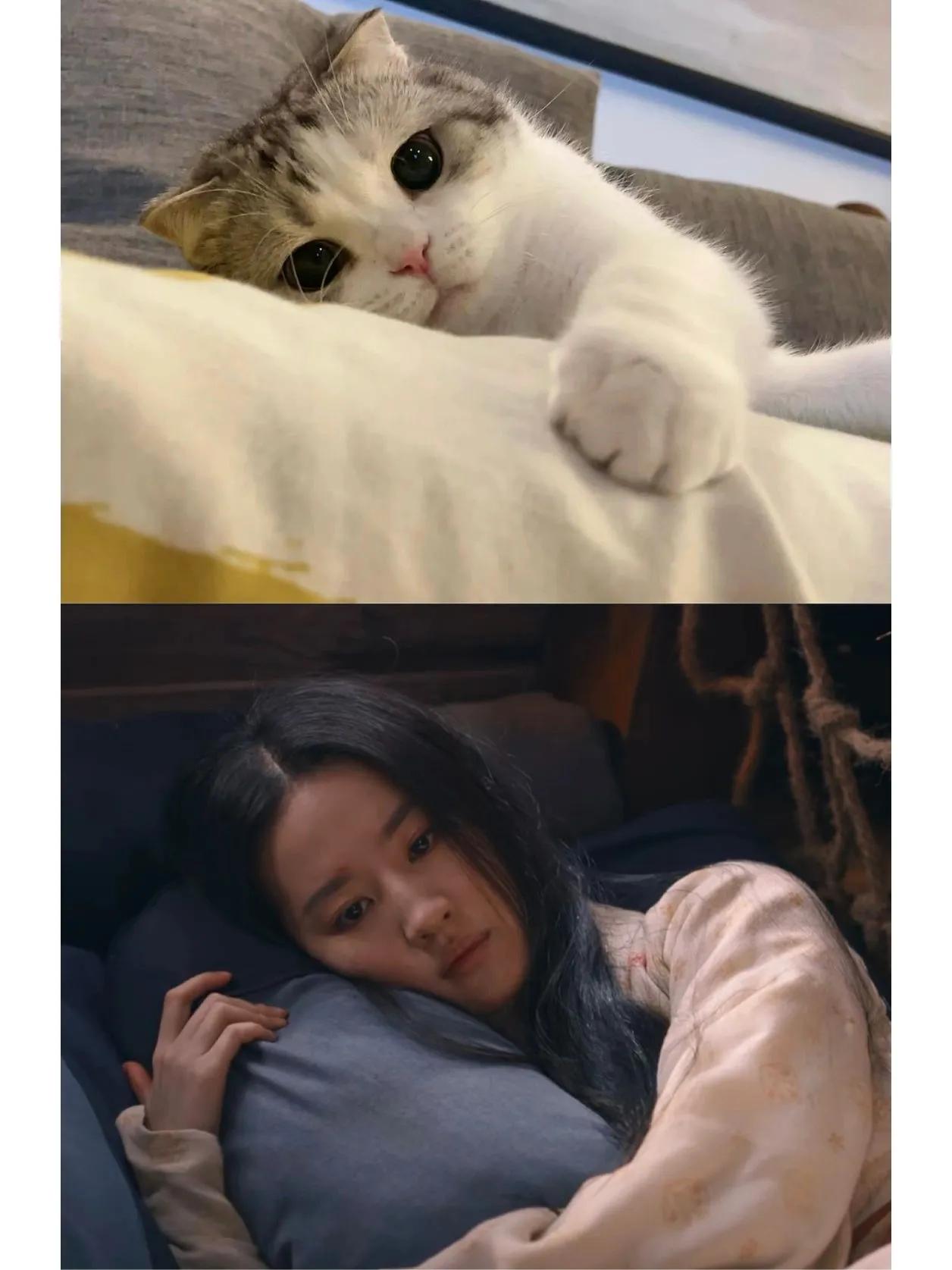 猫跟#刘亦菲撞脸了#梦华录#