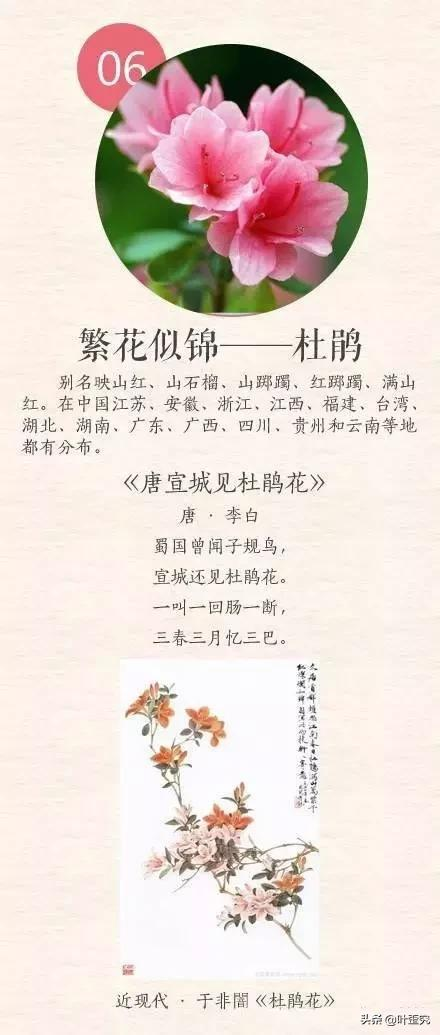 中国十大名花,您都知道吗?