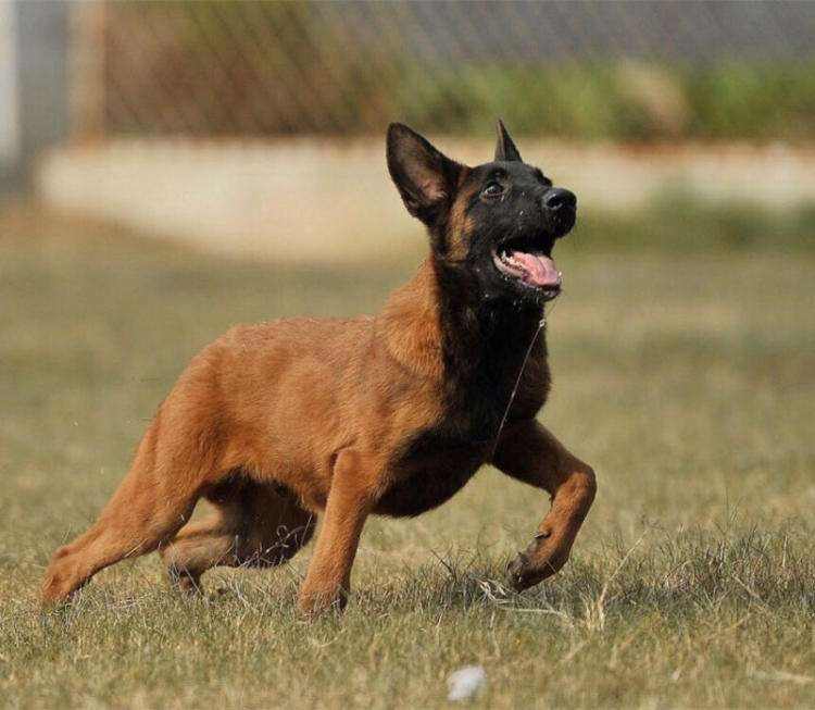 原来"公马犬"这么可怕,难怪养过的人不建议养