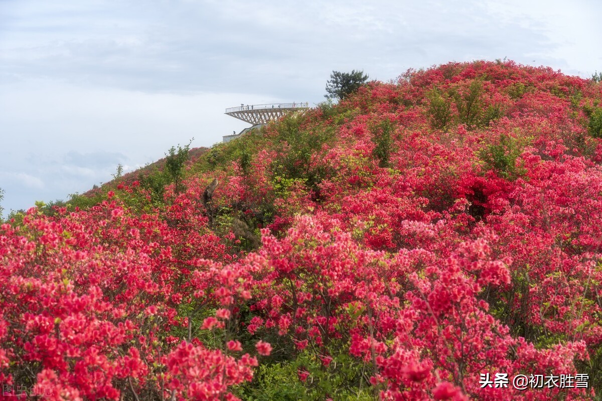 晚春杜鹃花美诗六首：最惜杜鹃花烂漫，一声啼处满山红