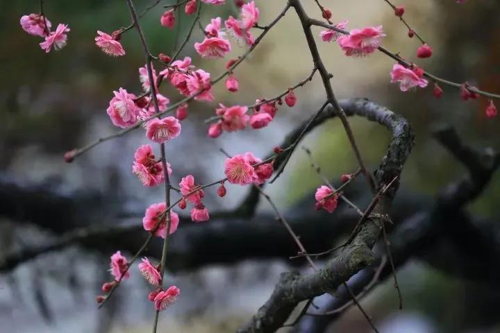 生命是一树一树的花开，蓬蓬勃勃，充满了无限的生机