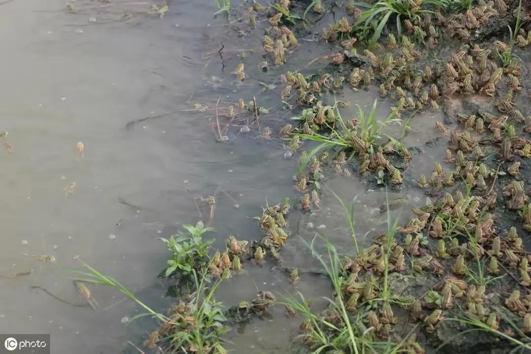 连续阴雨天幼蛙驯食管理