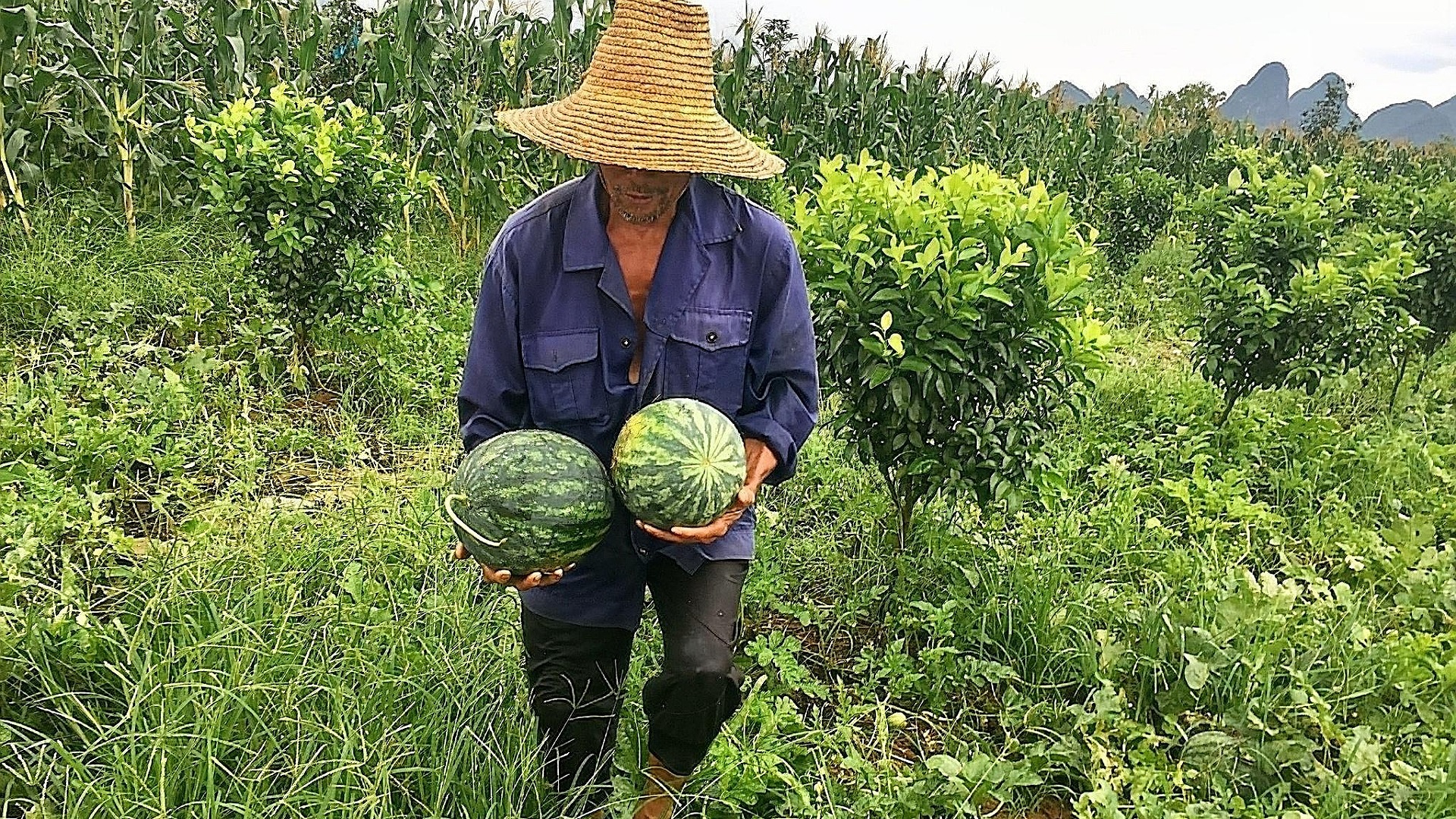 如何判断农作物缺氮、缺磷或缺钾？老农的一些实践经验，供你参考