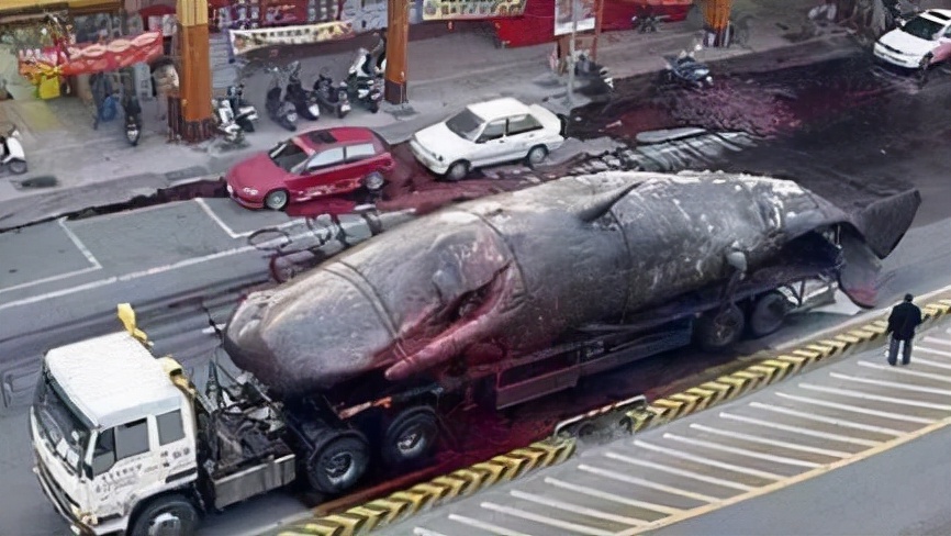 死亡鲸鱼现身大连,鲸爆正在酝酿,没有龙涎香