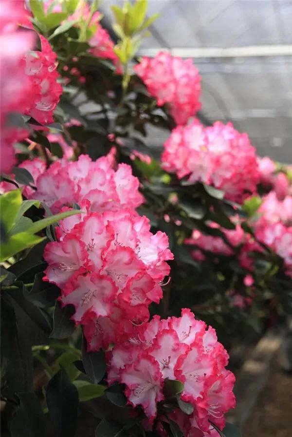 杜鹃花十大品种排名最名贵的杜鹃花的品种介绍