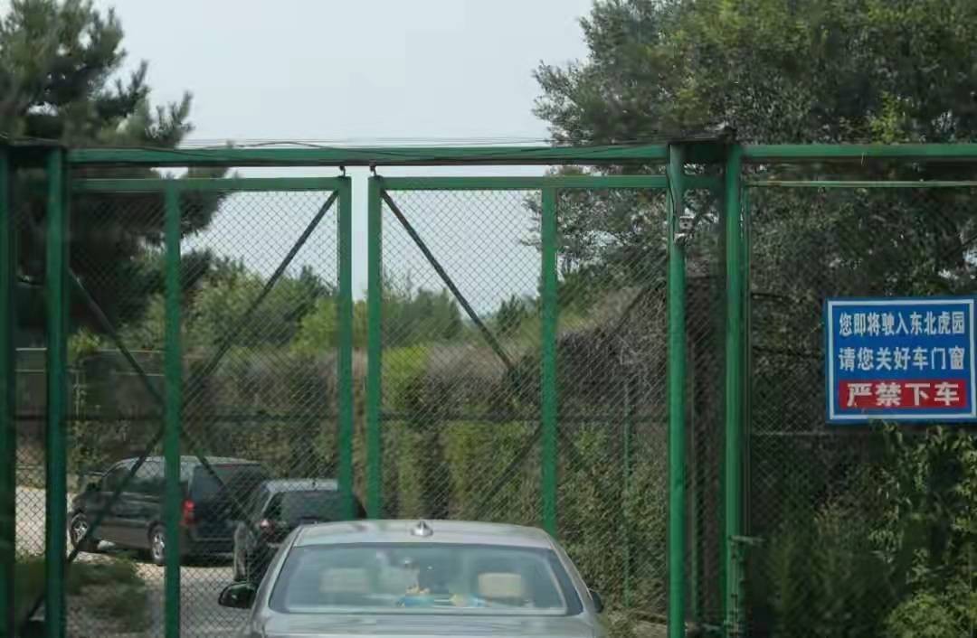 轰动一时的八达岭老虎咬人案：幸存者索赔百万失败，因毁容无工作