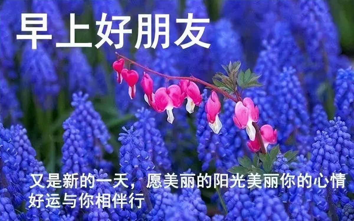 早上好漂亮的表情问候祝福图片 愿美丽的阳光美丽你的心情图片
