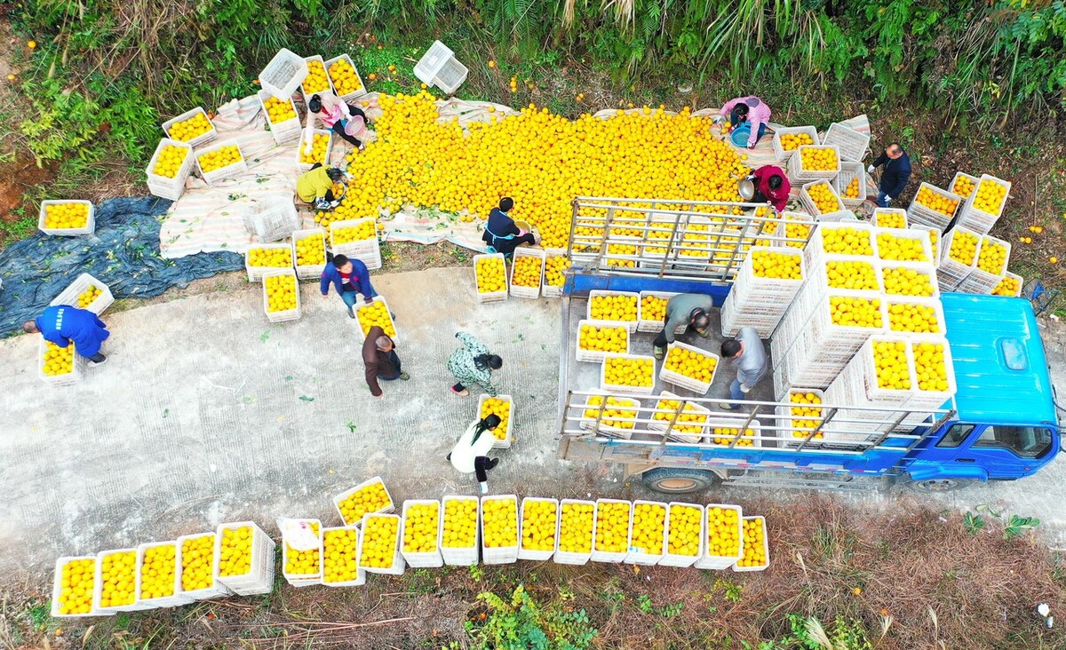 市场价降现30多元一斤车厘子，柑橘价跌草莓涨，东盟果反弹