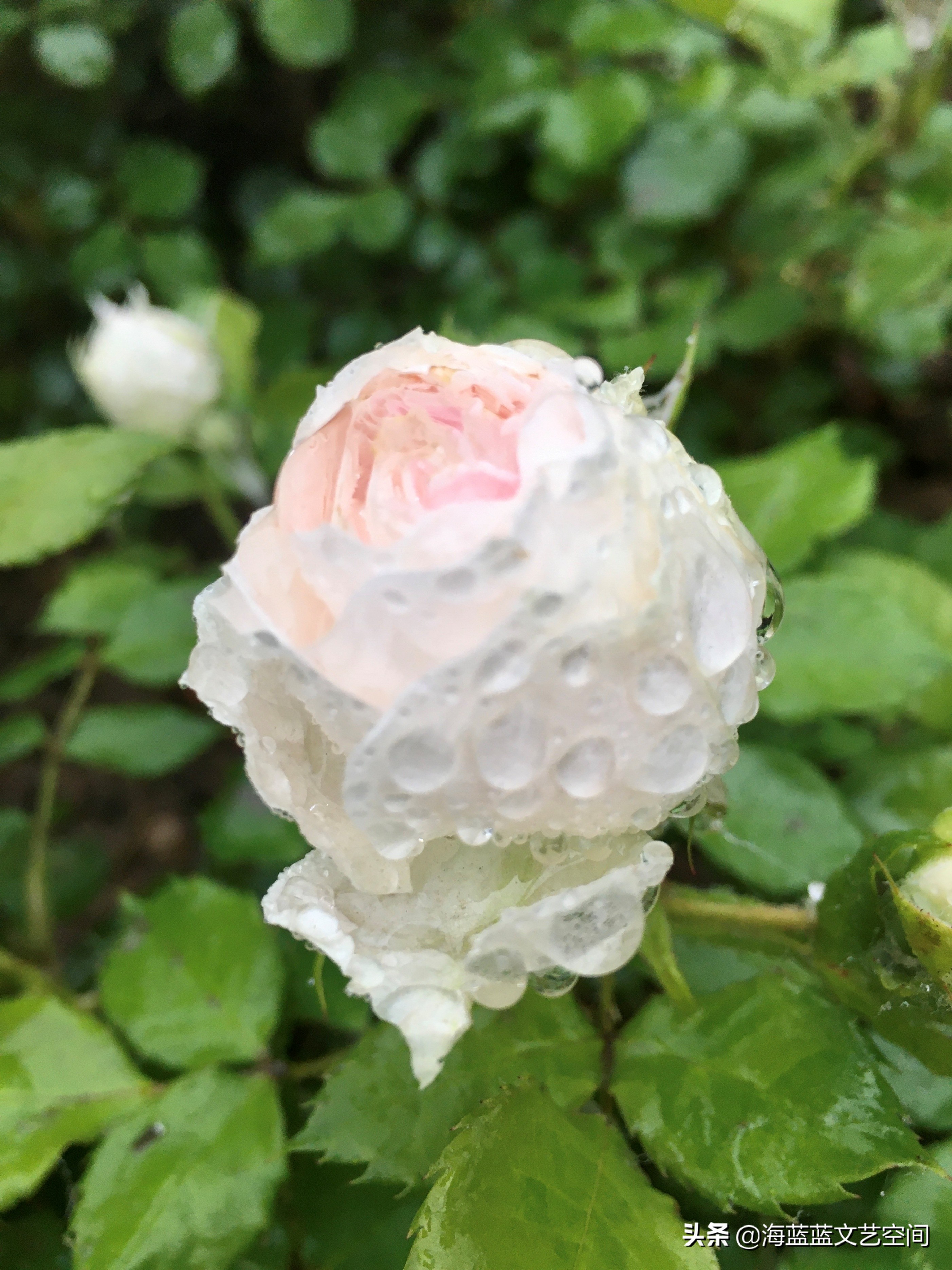俗世里，愿你有一颗雨里看花的苦咖啡心