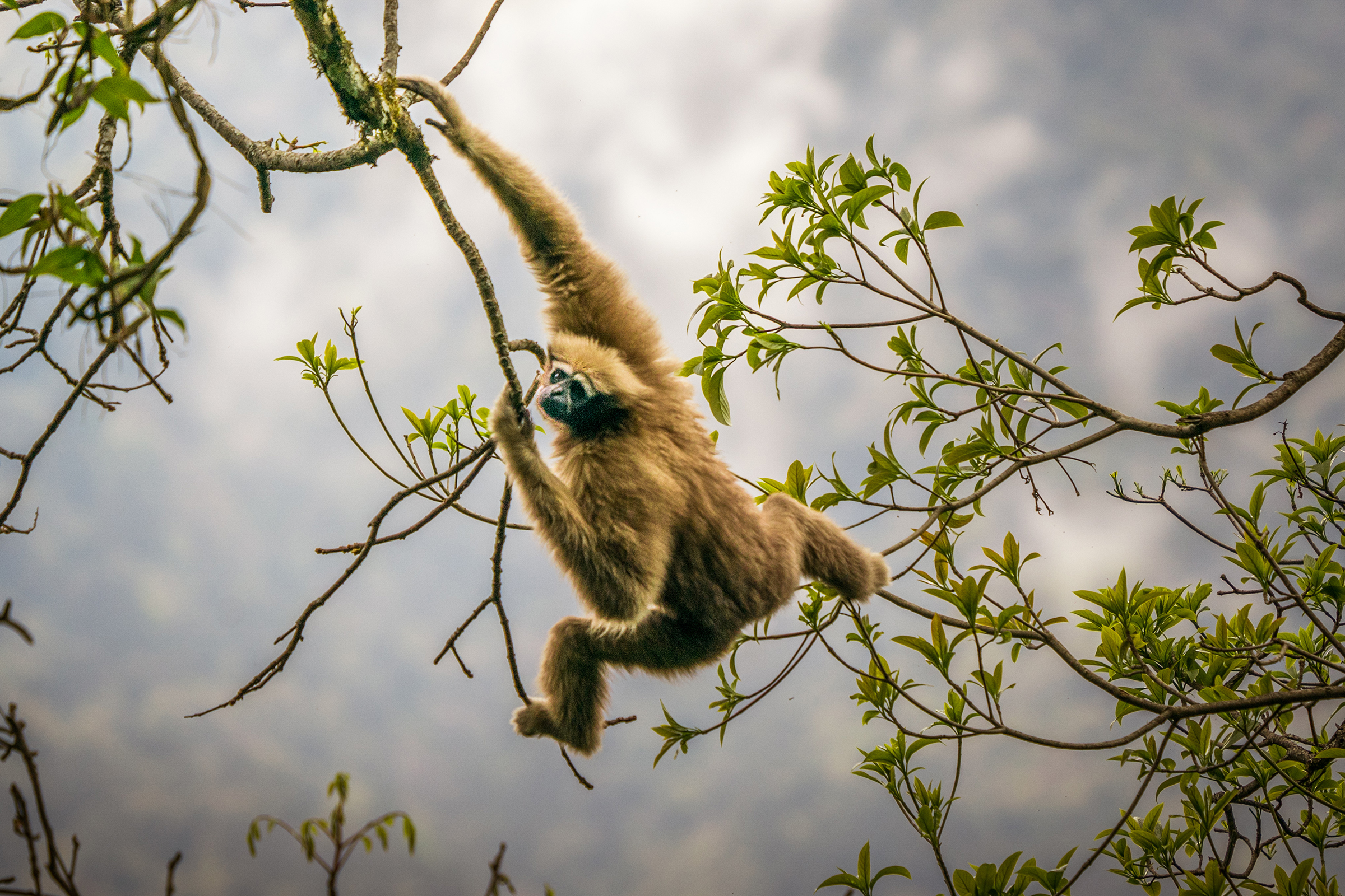 探秘高黎贡山,邂逅世界最濒危的长臂猿——天行长臂猿