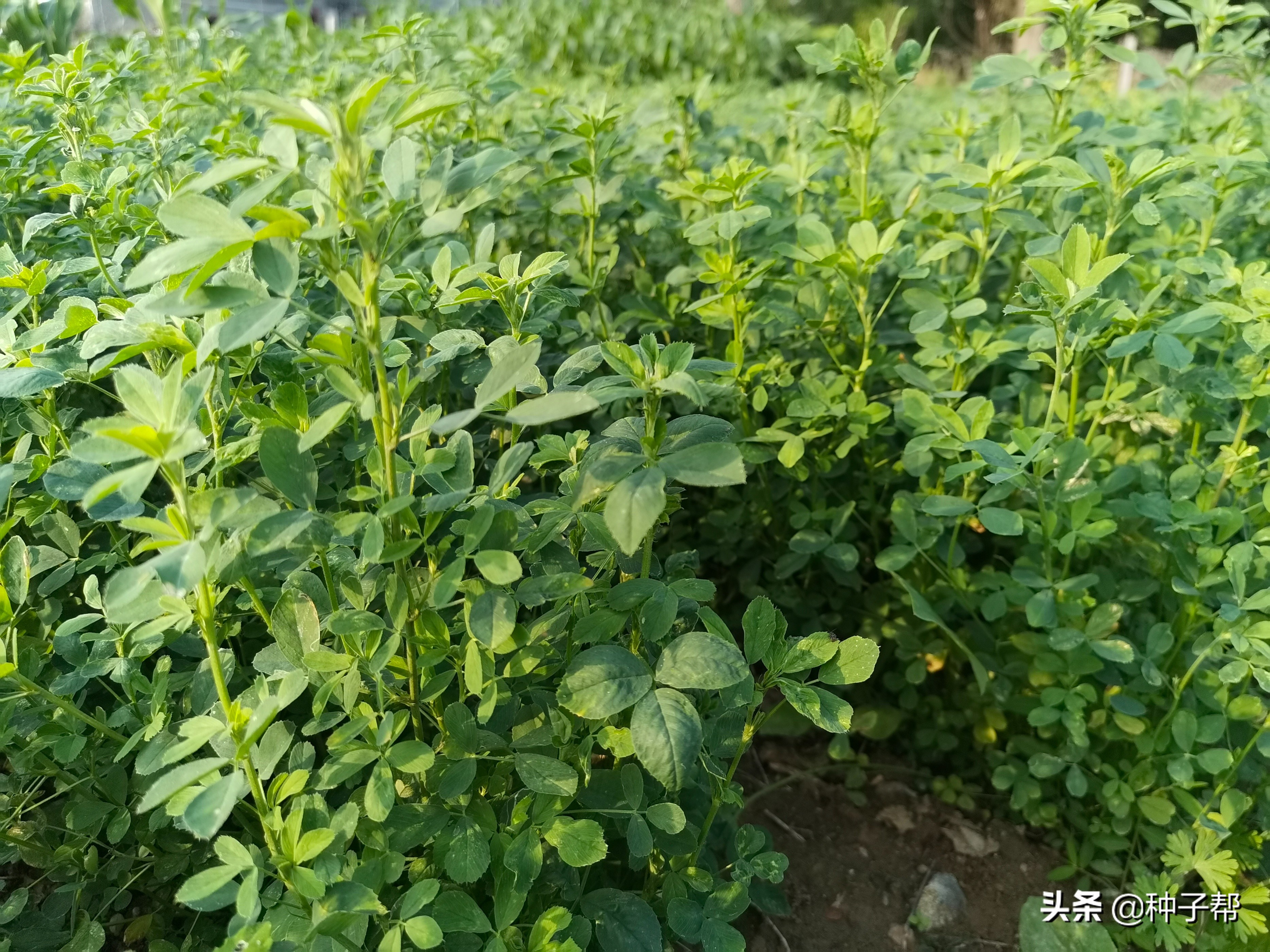 北方養(yǎng)牛羊能種哪些牧草？這幾種營養(yǎng)好，有的種一次收割10年以上