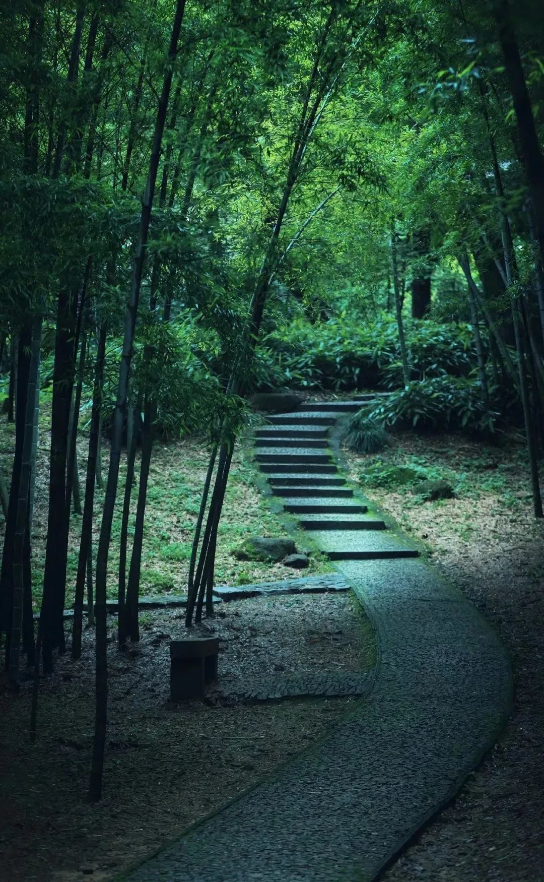 「散文」何以消夏?唯有竹风