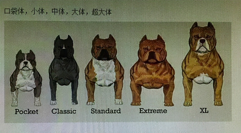 恶霸犬品种分类图片图片