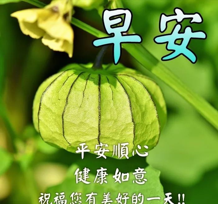 朋友圈早上好问候语鲜花图片 迎来美好的一天 永远的祝福 道一声珍重图片