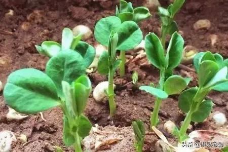 豌豆種植時間和方法（春種豌豆必要的五項措施）
