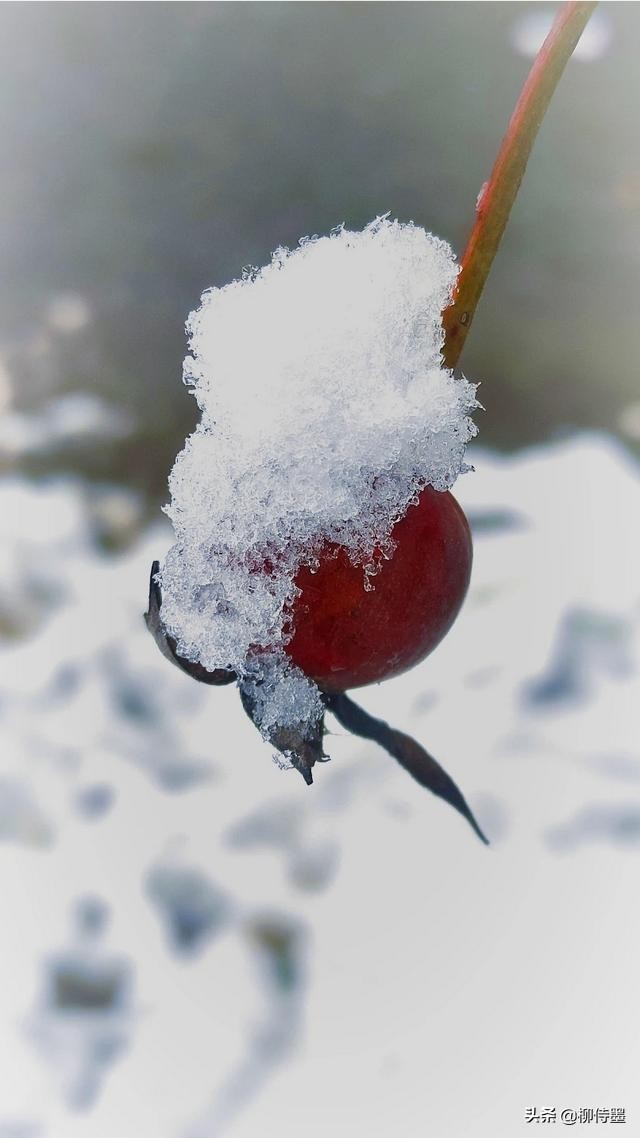 银装素裹分外妖娆，看点评学摄影，把雪景照片拍出新意