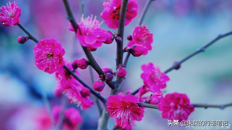 冬日最令人惊艳的盛景之一 似雪非雪、暗香浮动 春节千万不可错过