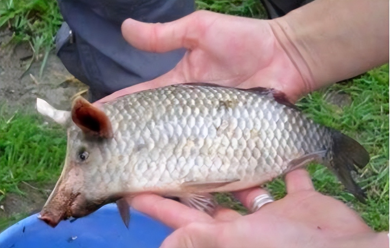 钓住三须鲤鱼,真会"三根胡须三炷香,家中必有一白丧"吗?-热门资讯