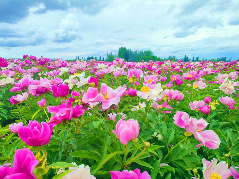 田畴如画 芍药醉人