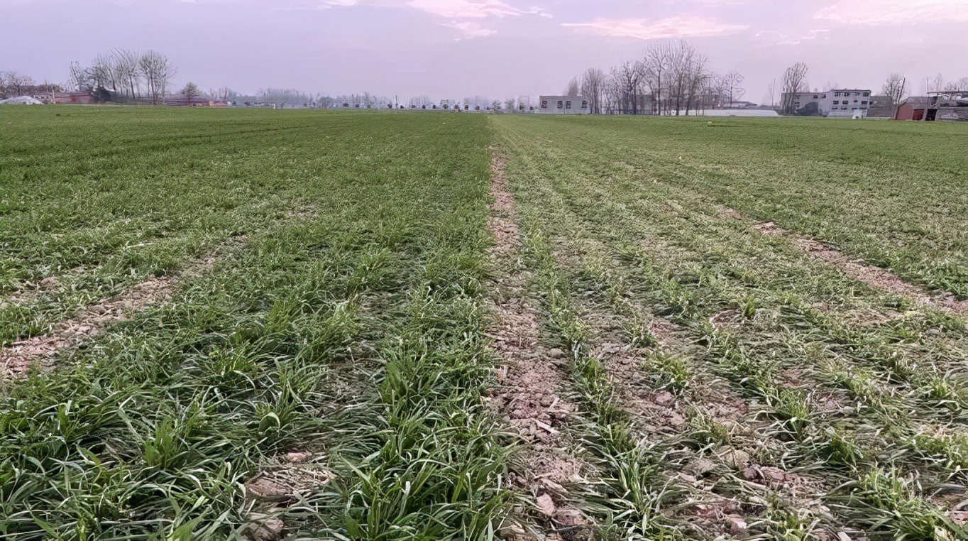 近期小麦幼苗冻害发生特点及管理措施