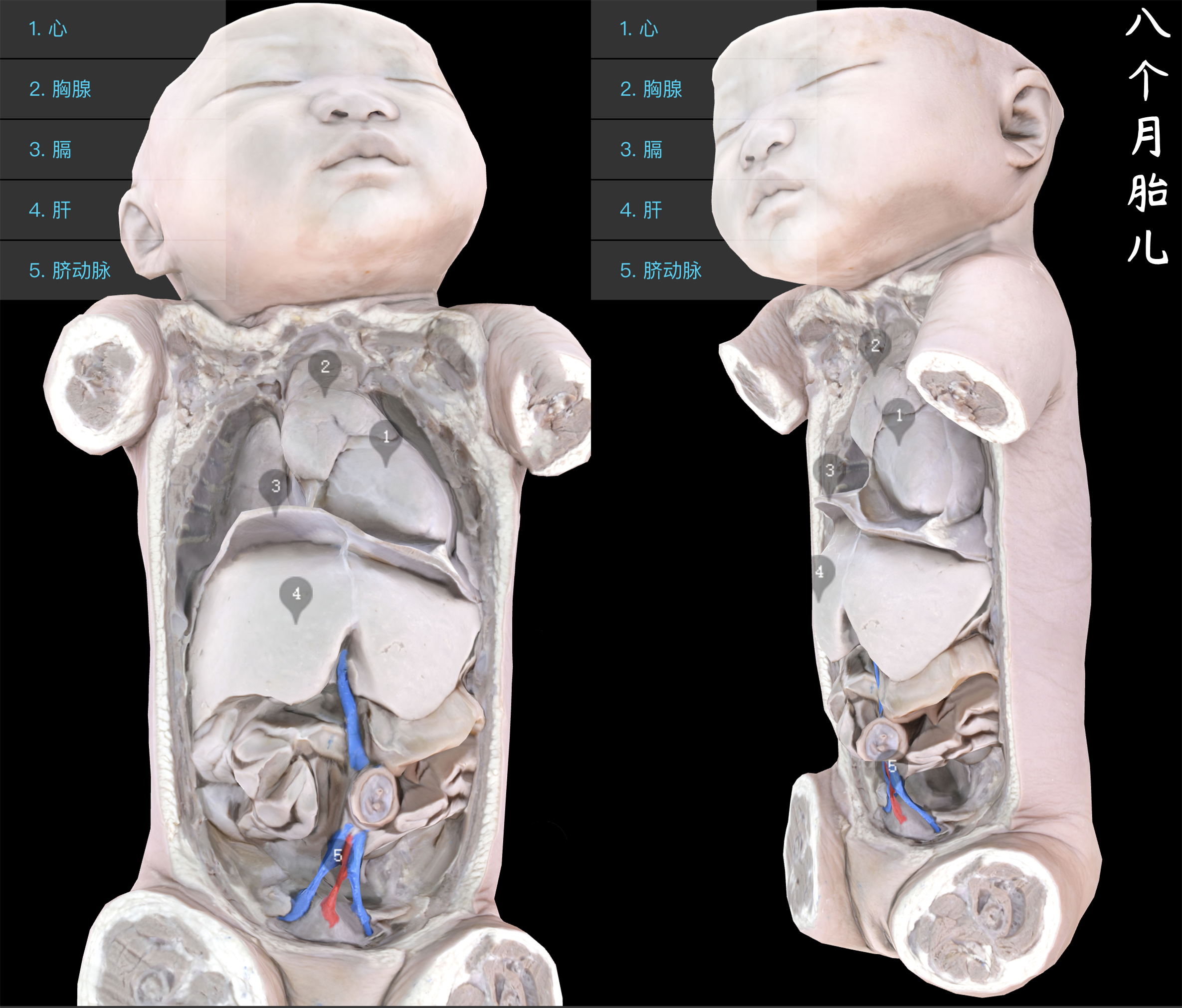图示集‖人体解剖学之人体胎儿标本