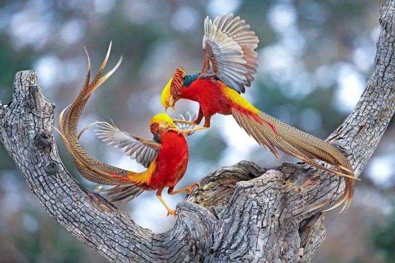 东北出现"凤凰现世"奇观,有照片为证,凤凰是真的存在吗?