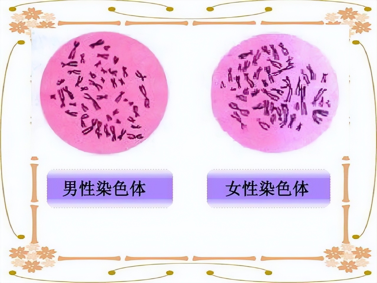 科学家发现人类的Y染色体正在不断缩短，未来的男性将何去何从？