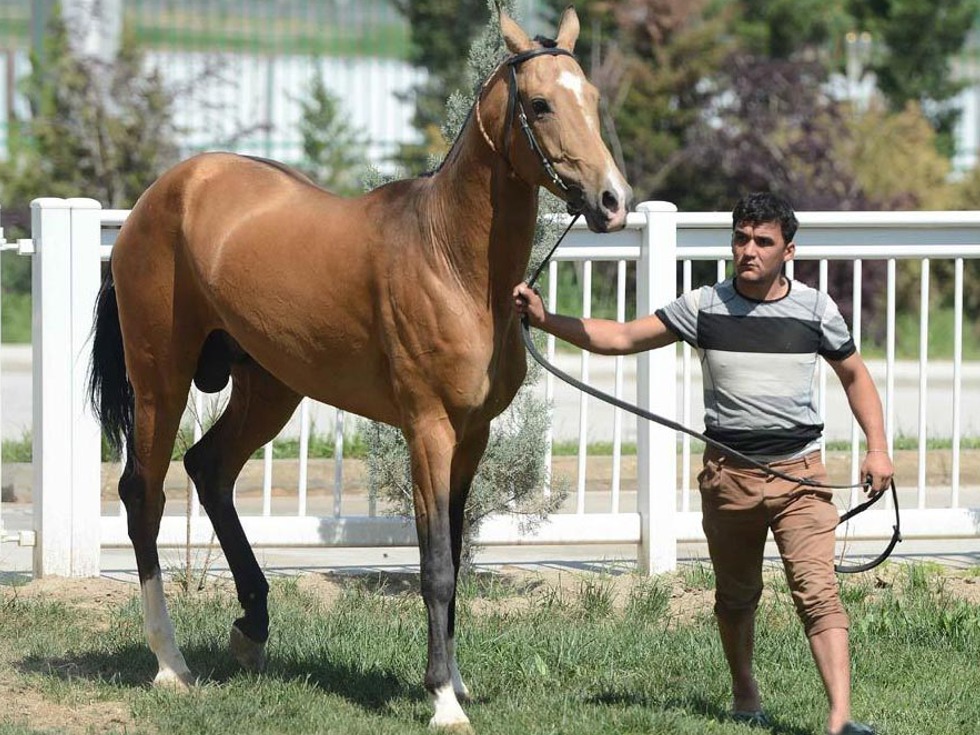 土库曼斯坦将国宝"汗血宝马"赠予中国,马名:靠山