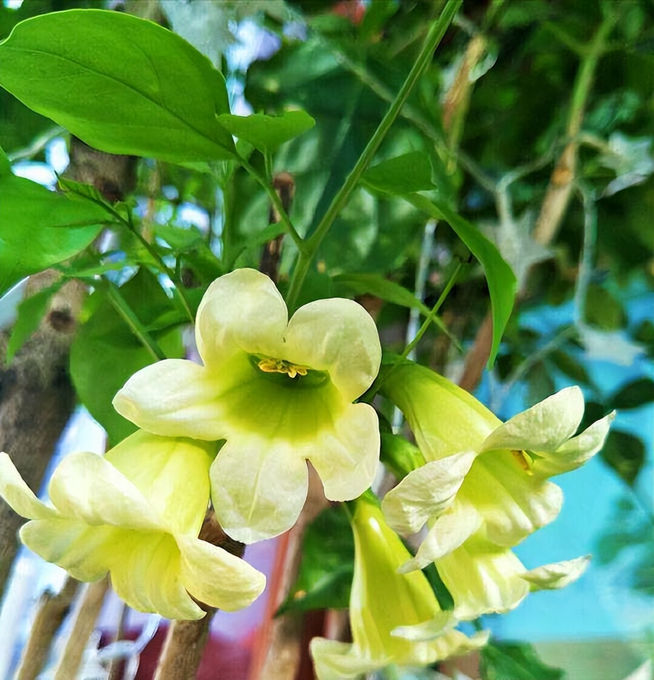 幸福树开花的几率多少(老人说) - 青木春