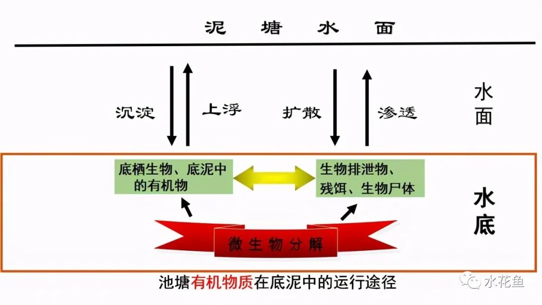 水花鱼苗怎么养（家鱼及常规鱼的水花育苗人工饲养方法）