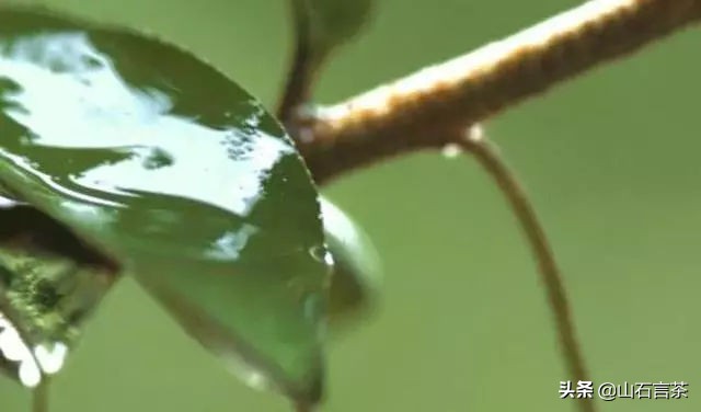 节气茶之雨水：好雨知时节，当春乃发生
