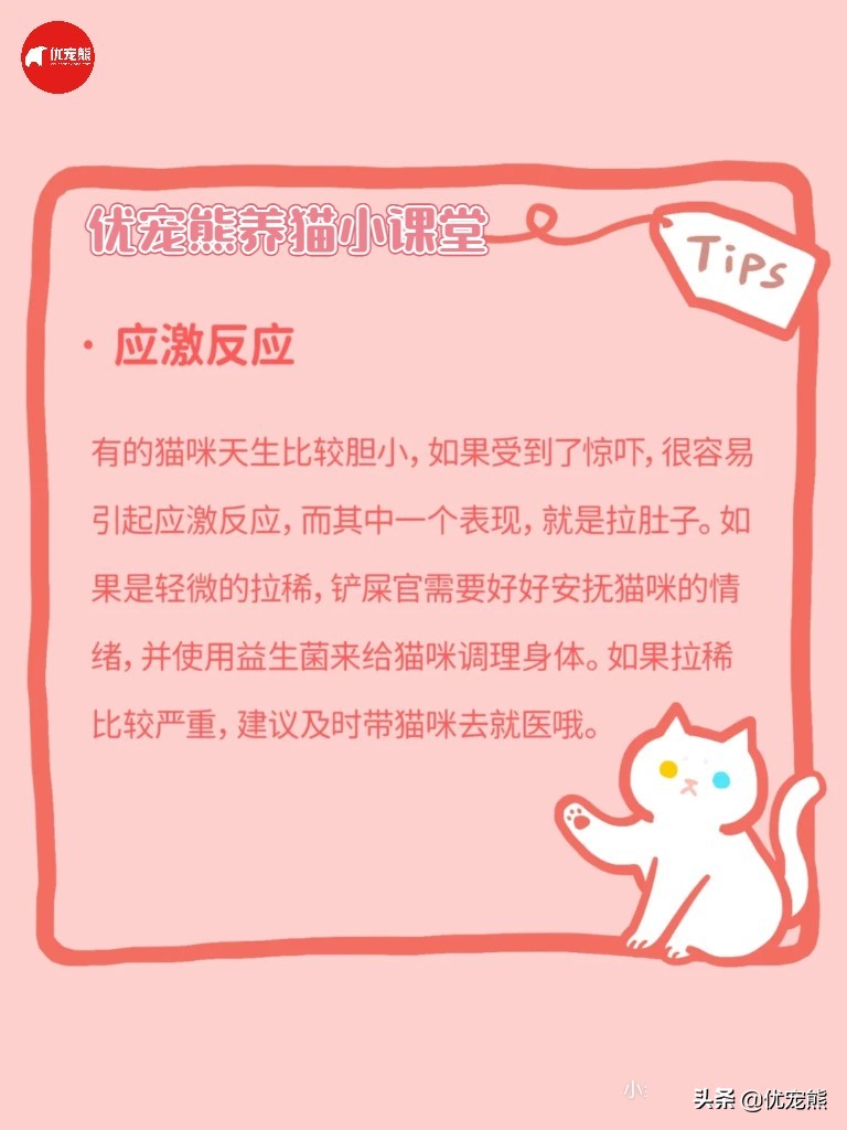 猫盒科普｜猫咪腹泻怎么办