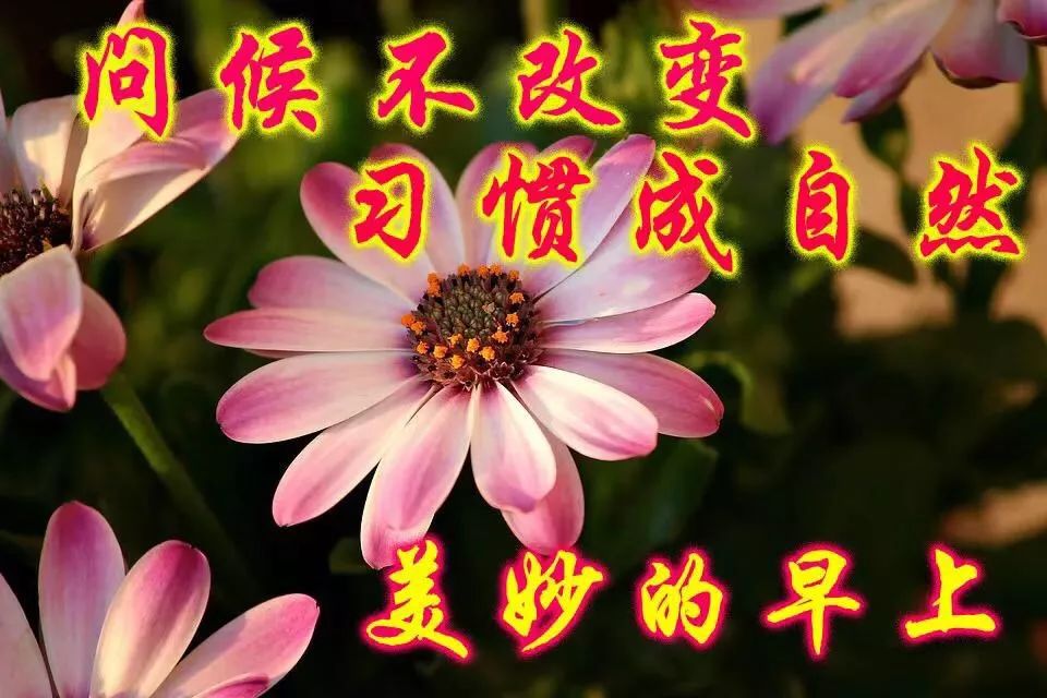 周二早上 早晨好暖心祝福语图片 成长是一种经历，成熟是一种阅历图片