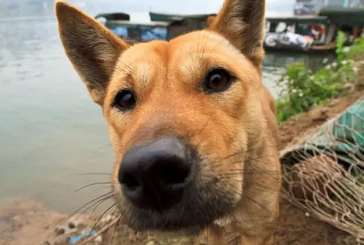 "30块钱买了只土狗,却遭群嘲":为何养土狗不受待见?